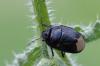 Sehirus morio